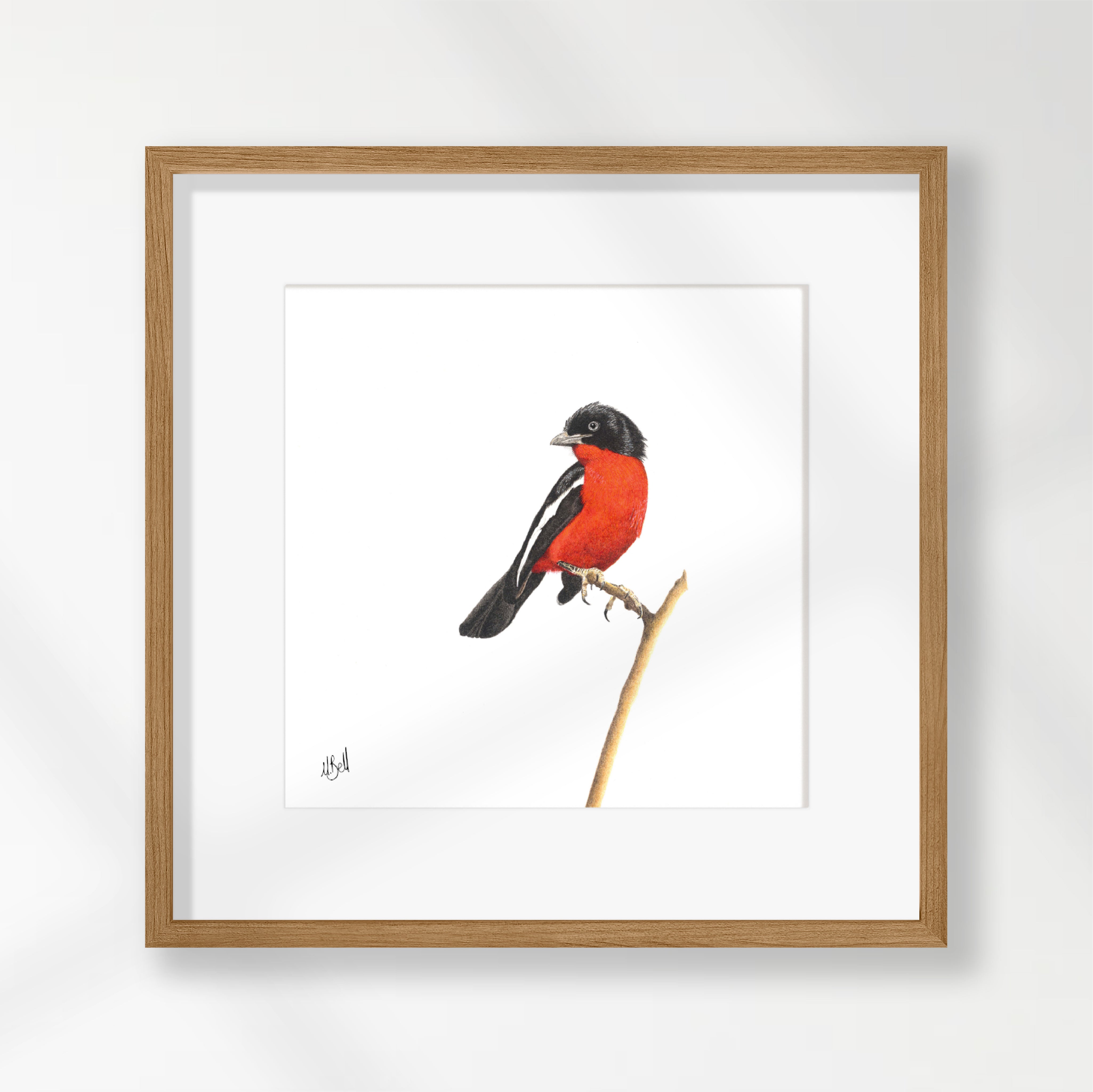 Crimson Breasted Shrike - CBS
