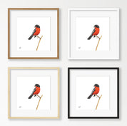 Crimson Breasted Shrike - CBS