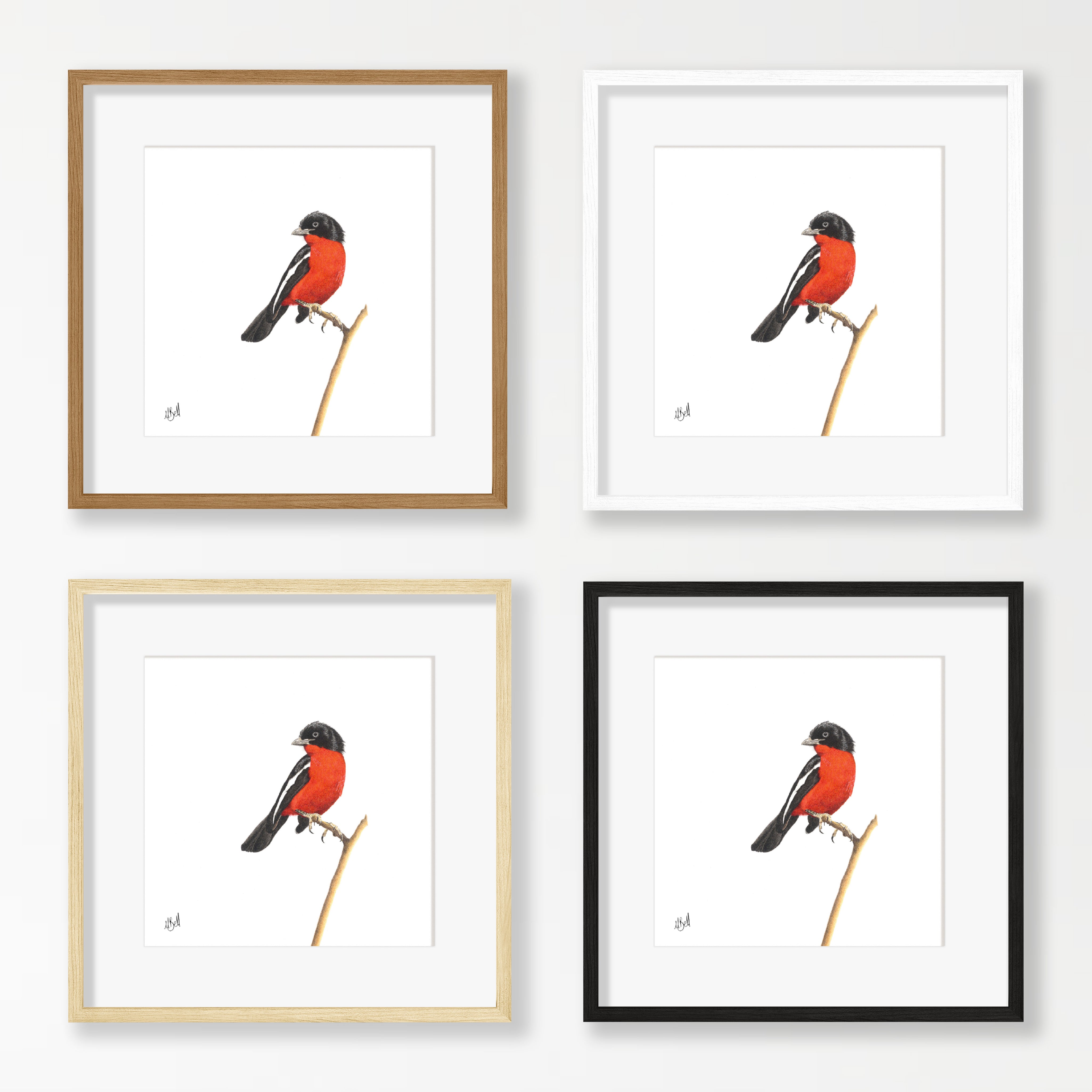 Crimson Breasted Shrike - CBS