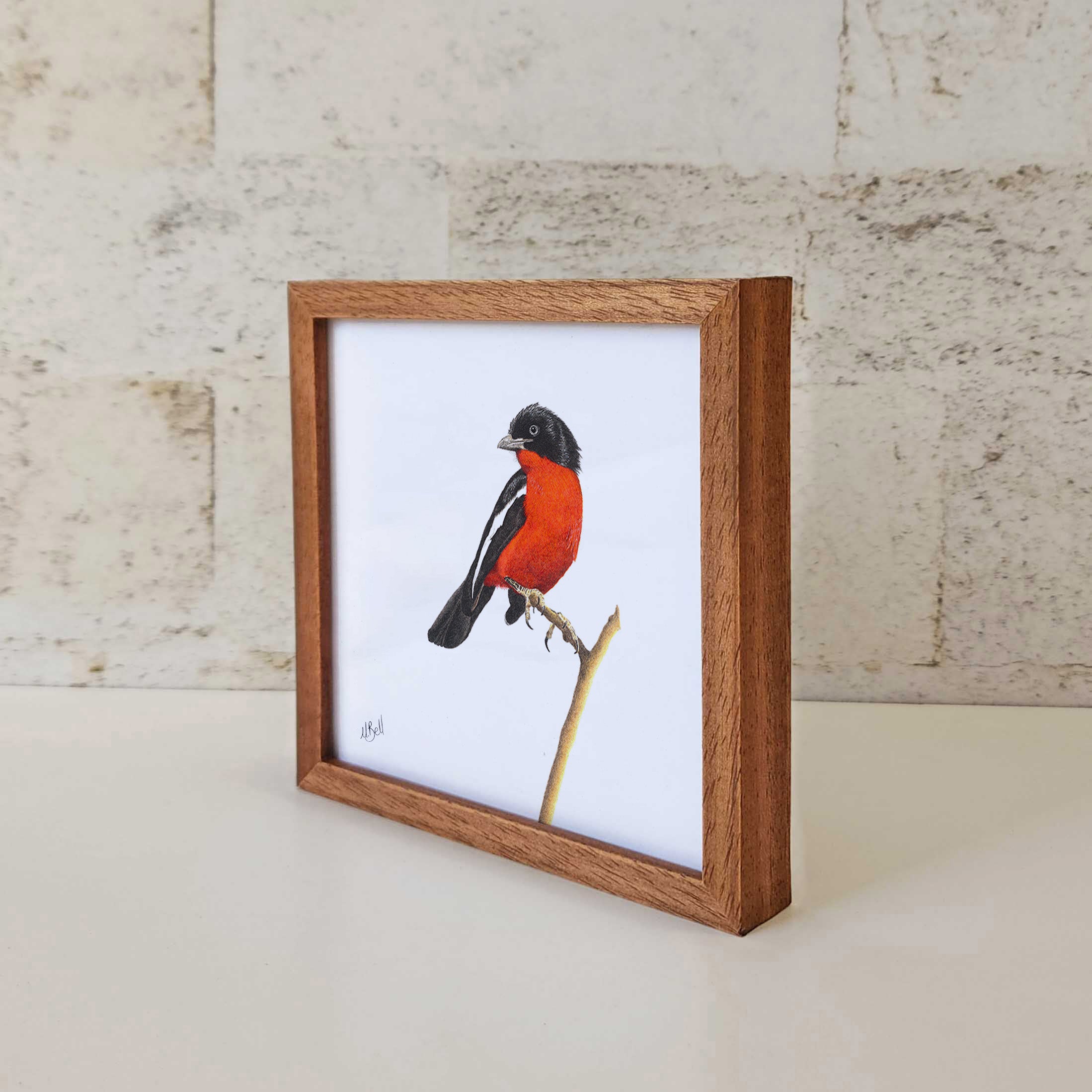 Kiaat wood framed miniature artwork of a Crimson Breasted Shrike, part of wildlife artist Matthew Bell's birds of South Africa gallery