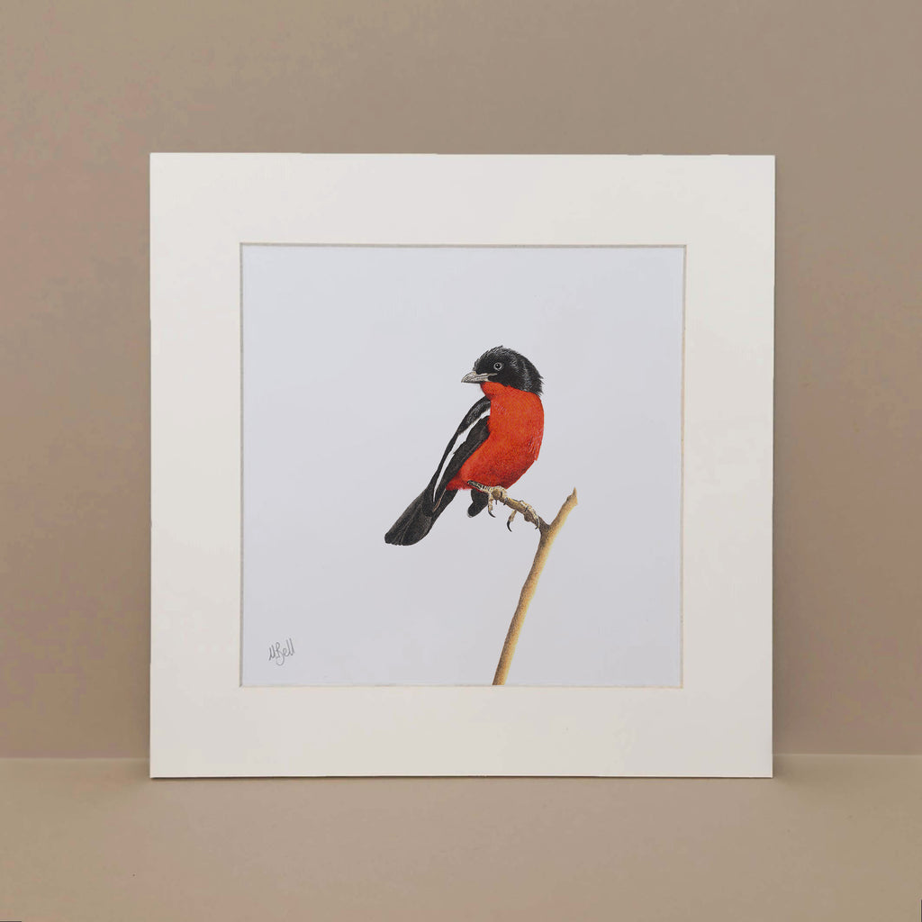Crimson Breasted Shrike, South African bird artwork