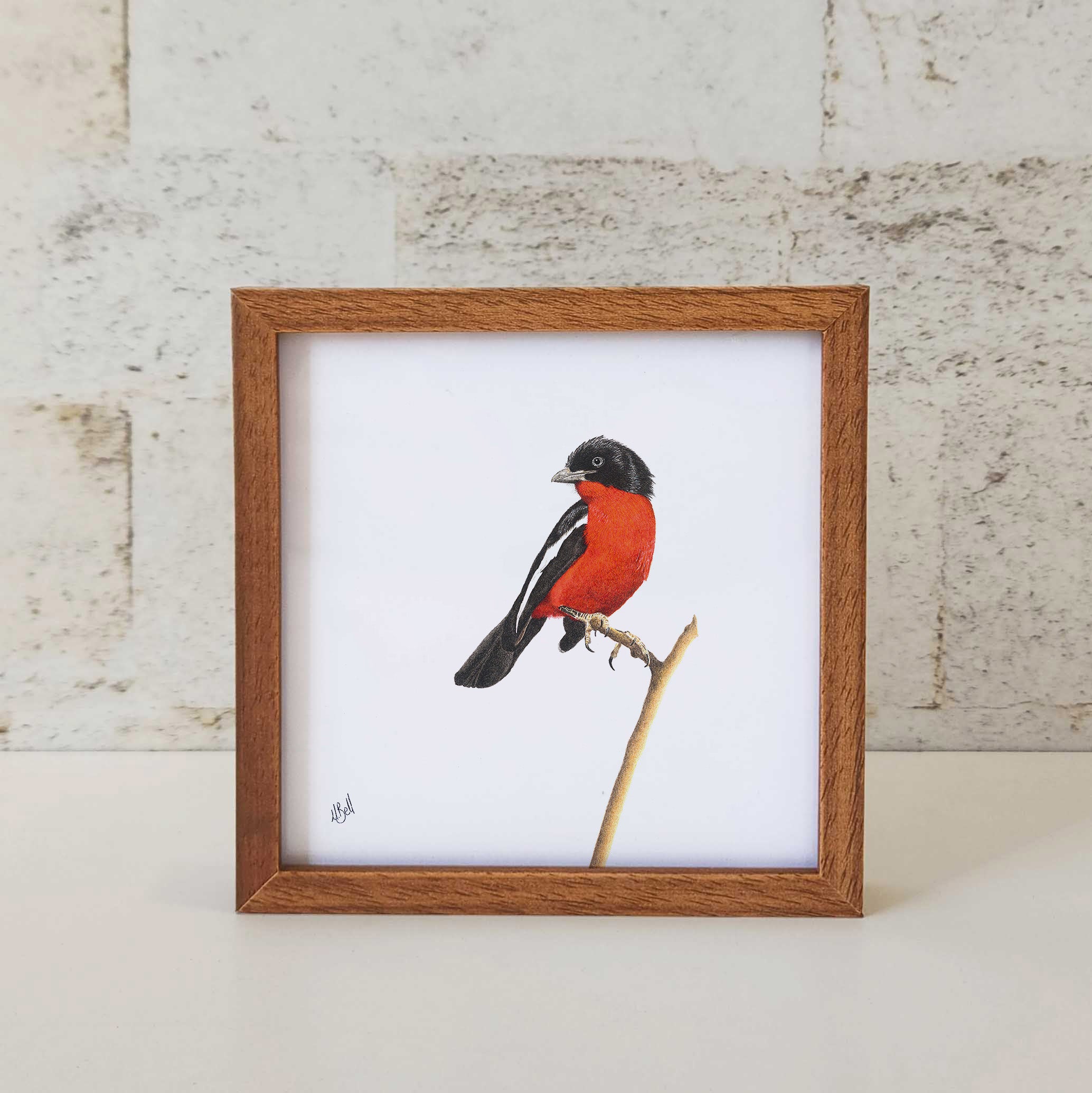 Kiaat wood framed miniature artwork of a Crimson Breasted Shrike, part of wildlife artist Matthew Bell's birds of South Africa gallery