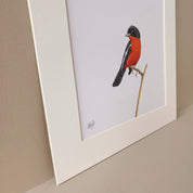 Crimson Breasted Shrike, South African bird artwork