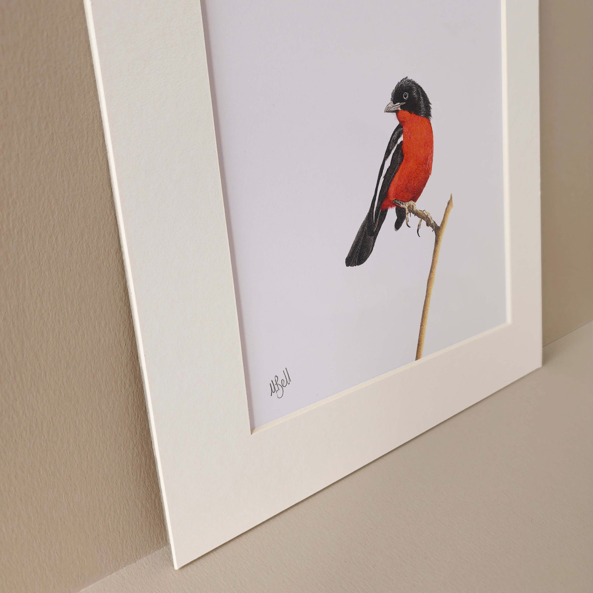 Crimson Breasted Shrike, South African bird artwork