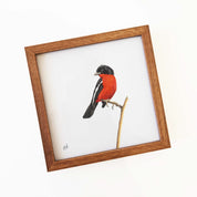 Kiaat wood framed miniature artwork of a Crimson Breasted Shrike, part of wildlife artist Matthew Bell's birds of South Africa gallery