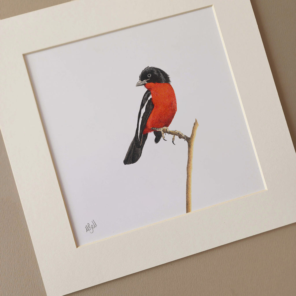 Crimson Breasted Shrike, South African bird artwork