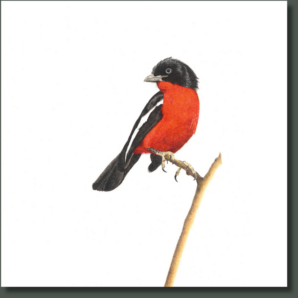 Crimson Breasted Shrike bird artwork on stretched canvas frame by Matthew Bell