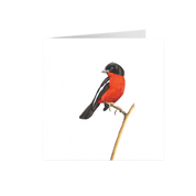 Crimson Breasted Shrike Greeting Card - CBS