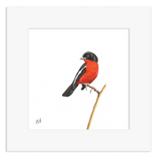 Crimson Breasted Shrike - CBS