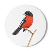 Crimson Breasted Shrike Wooden Coaster - CBS