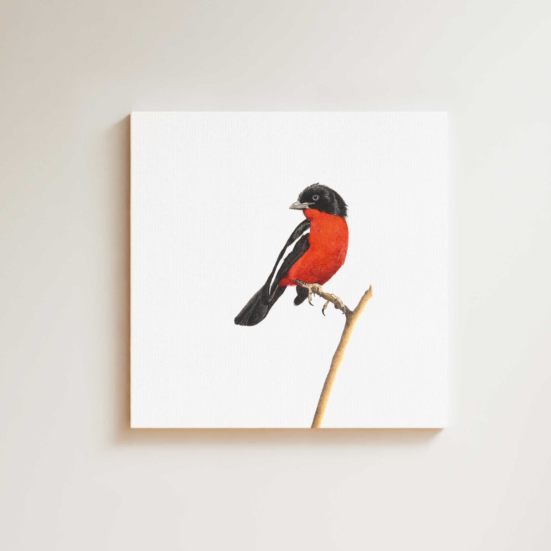 Crimson Breasted Shrike drawing on canvas by South African wildlife artist Matthew Bell