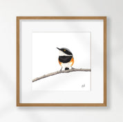 Cape Batis - CBT