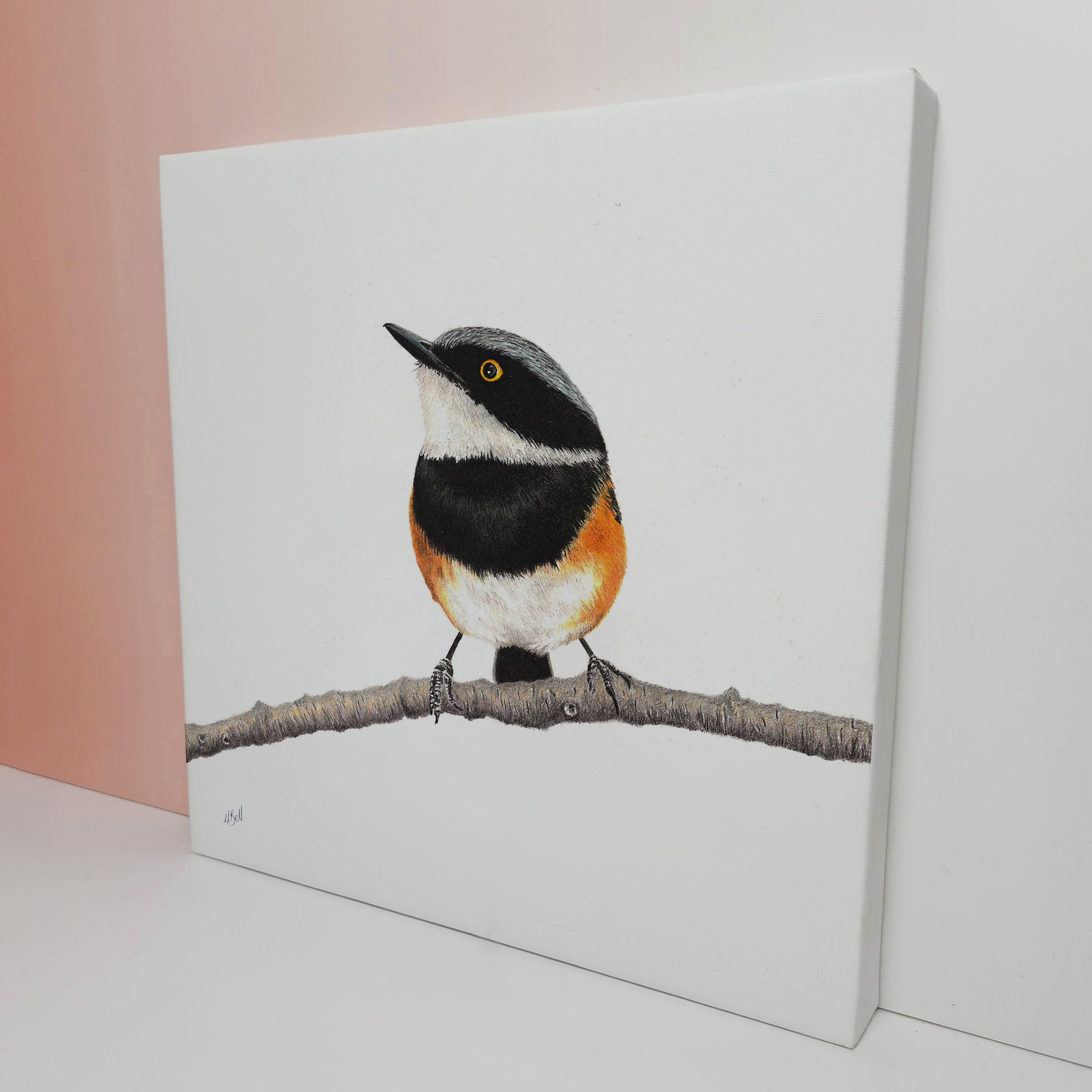 Cape Batis South African bird artwork stretched on canvas by wildlife artist Matthew Bell