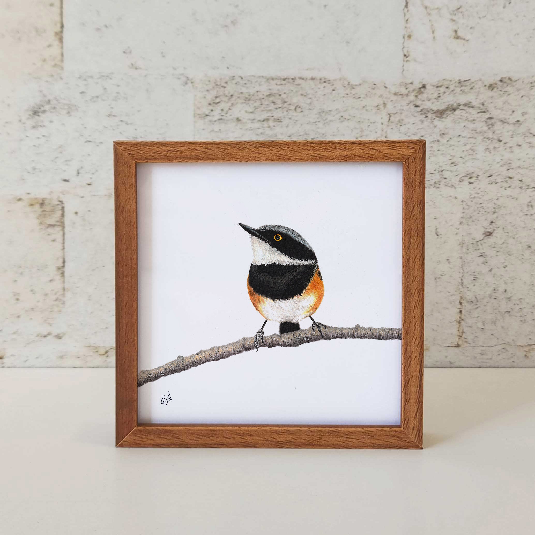 Kiaat wood framed miniature artwork of a Cape Batis, part of wildlife artist Matthew Bell's birds of South Africa gallery