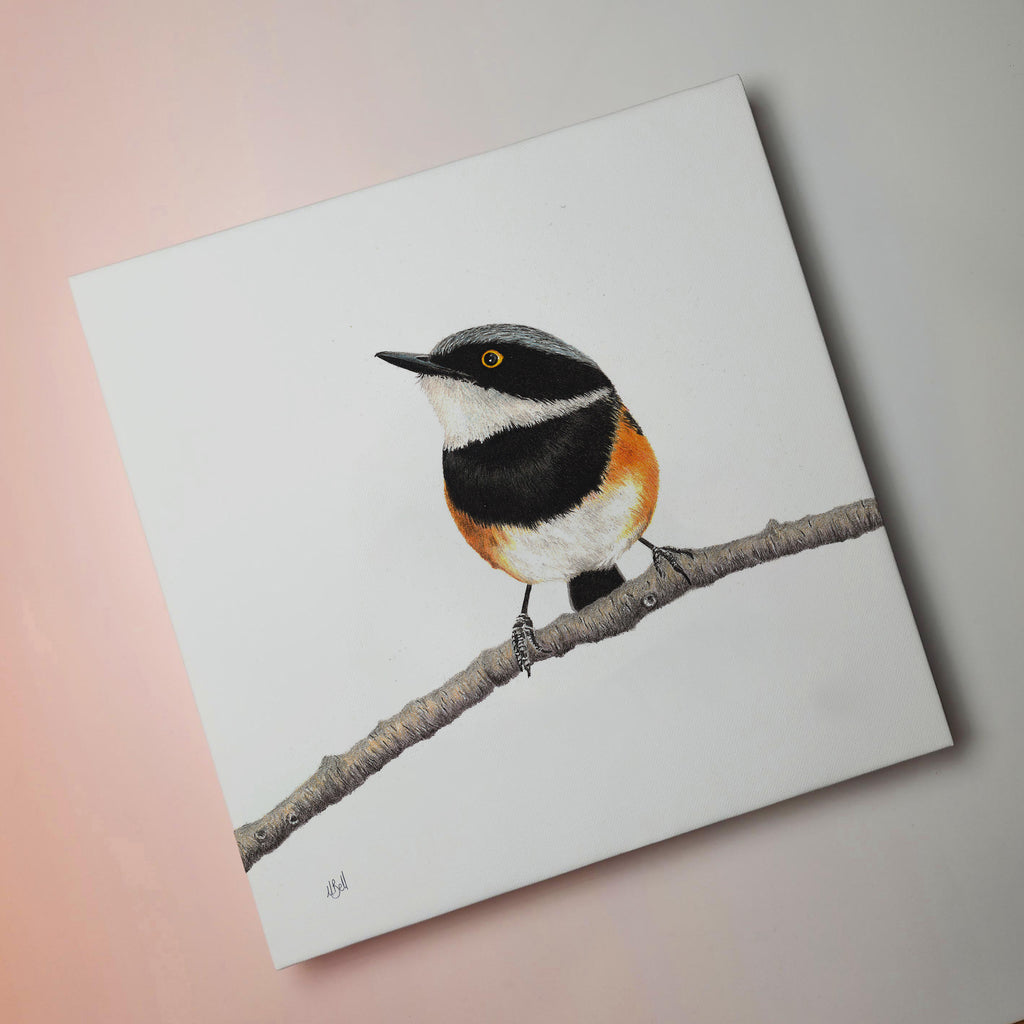 Cape Batis South African bird artwork stretched on canvas by wildlife artist Matthew Bell