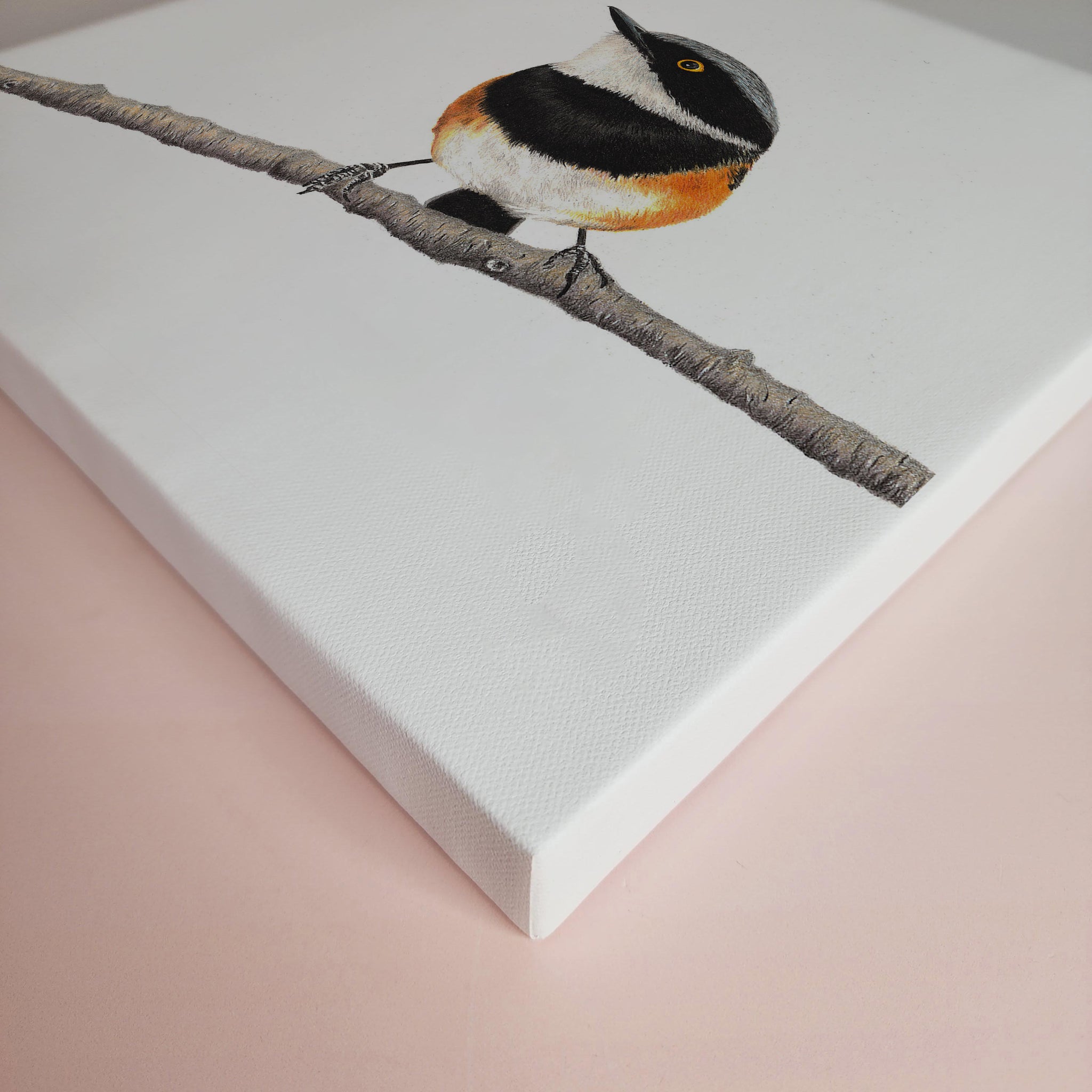 Cape Batis South African bird artwork stretched on canvas by wildlife artist Matthew Bell