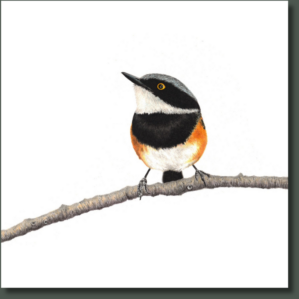 Cape Batis South African bird artwork stretched on canvas by wildlife artist Matthew Bell