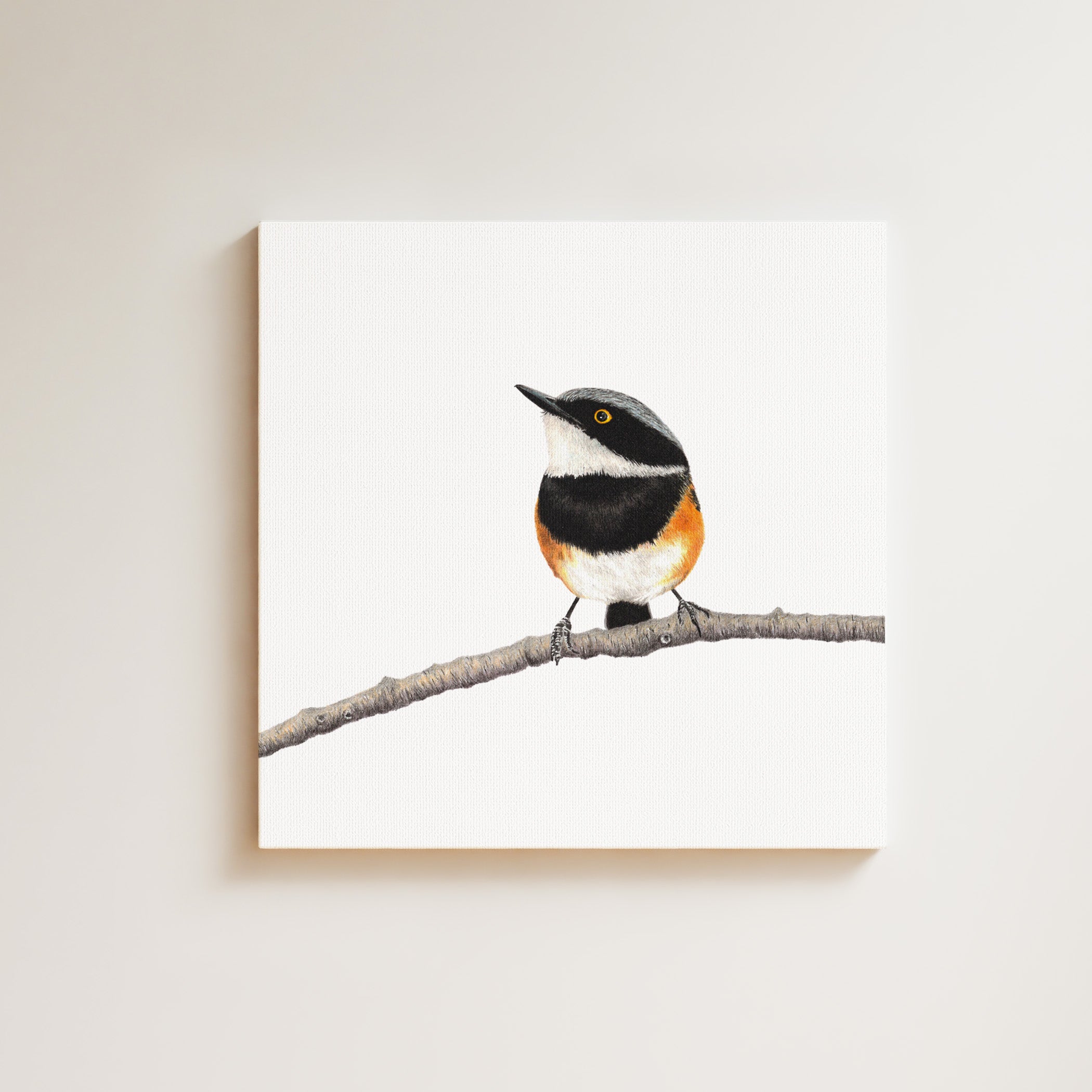 Cape Batis drawing on canvas by South African wildlife artist Matthew Bell