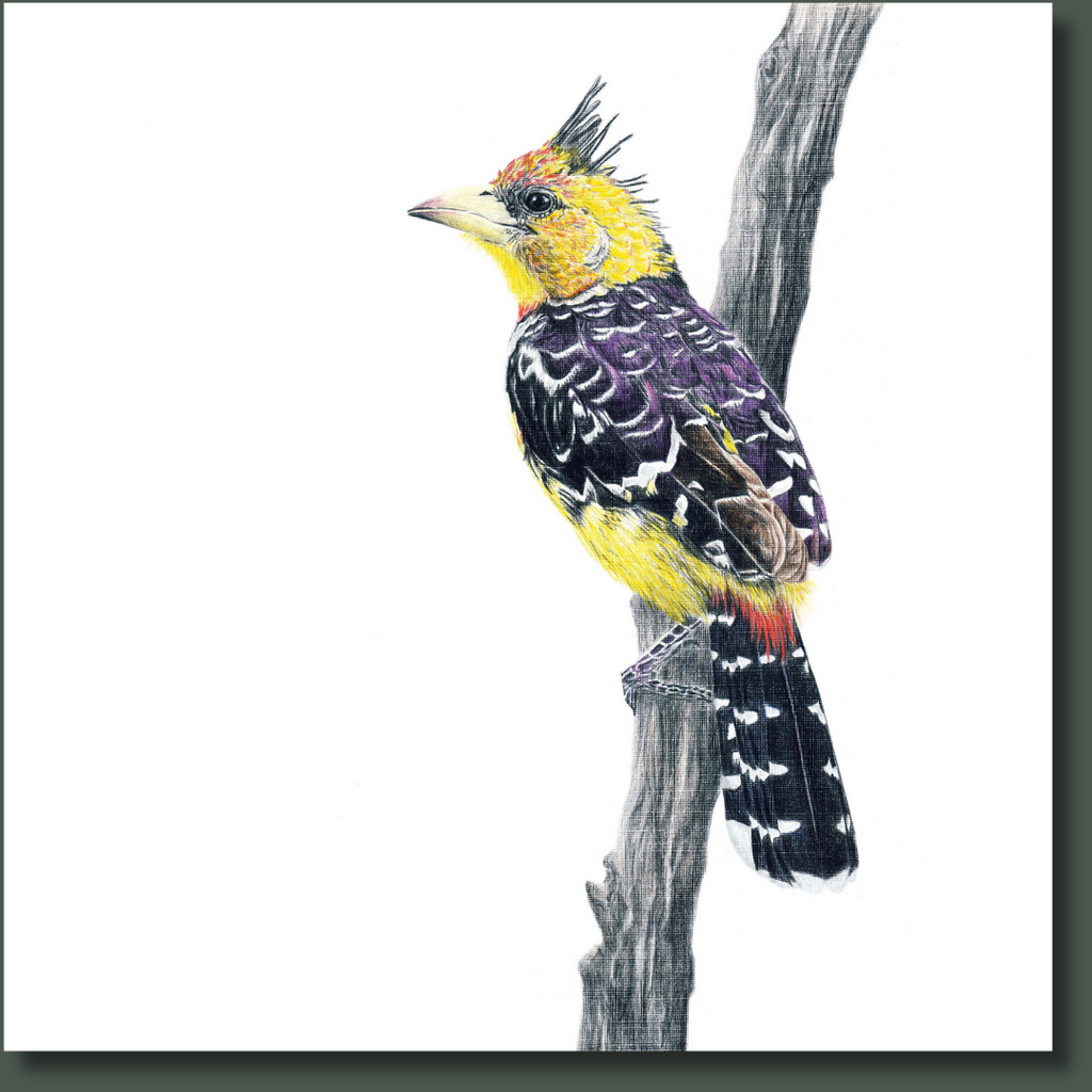 Drawing of a Crested Barbet South African bird on a stretched canvas by Cape Town Matthew Bell