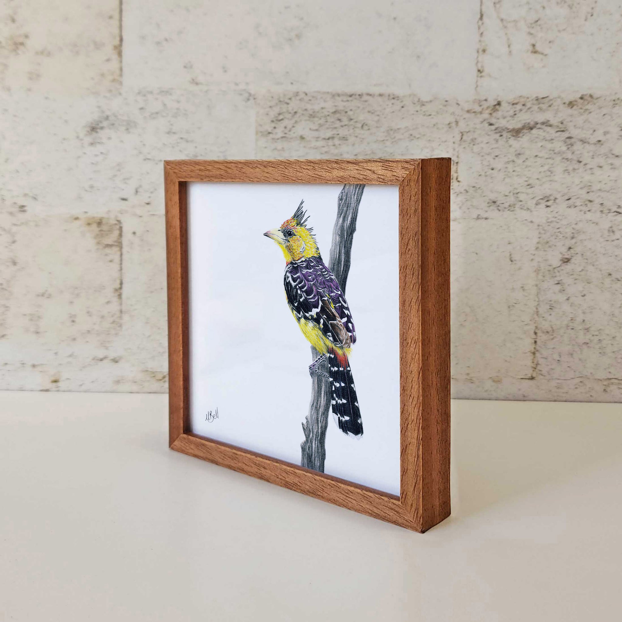 Kiaat wood framed miniature artwork of a Crested Barbet, part of wildlife artist Matthew Bell's birds of South Africa gallery