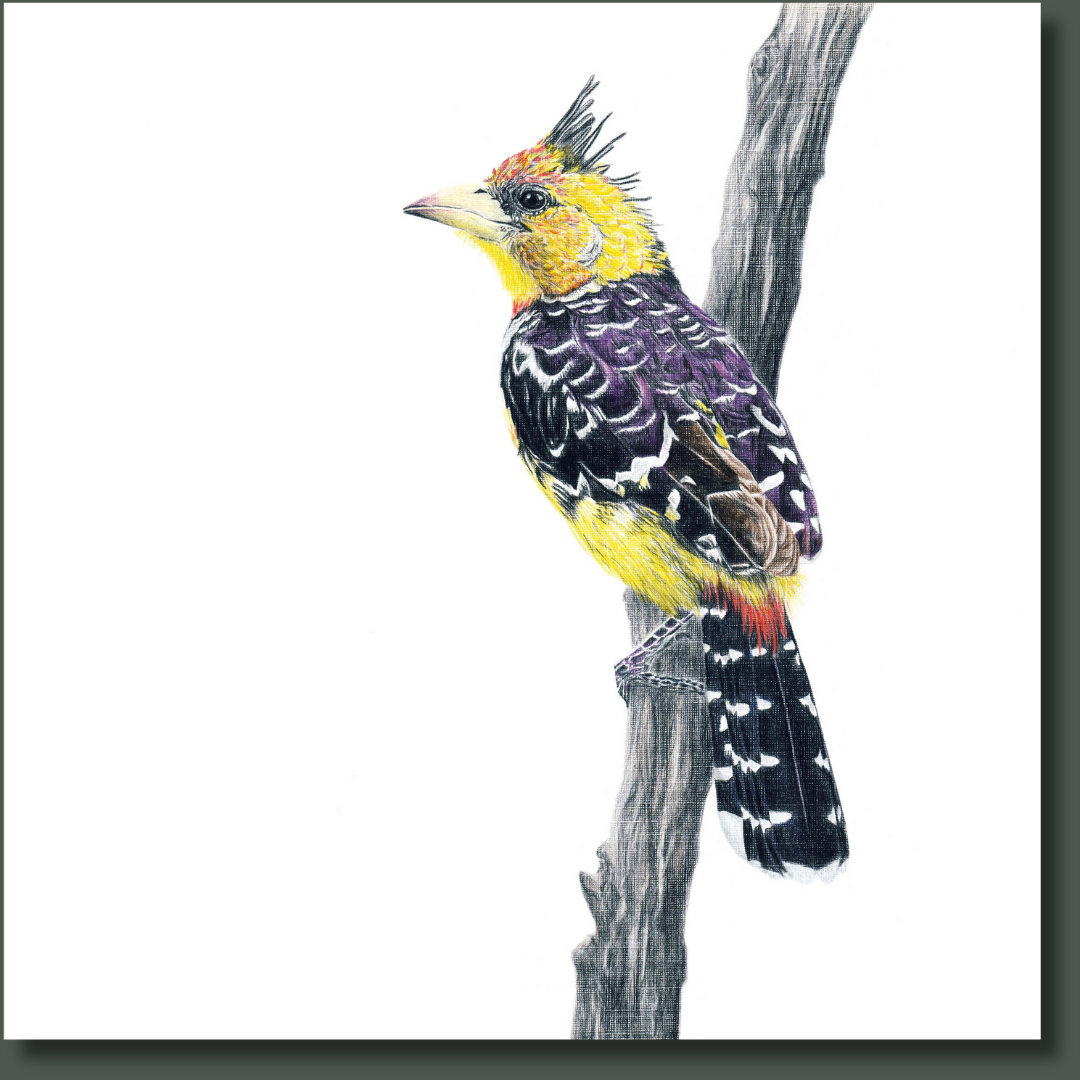 Drawing of a Crested Barbet South African bird on a stretched canvas by Cape Town Matthew Bell