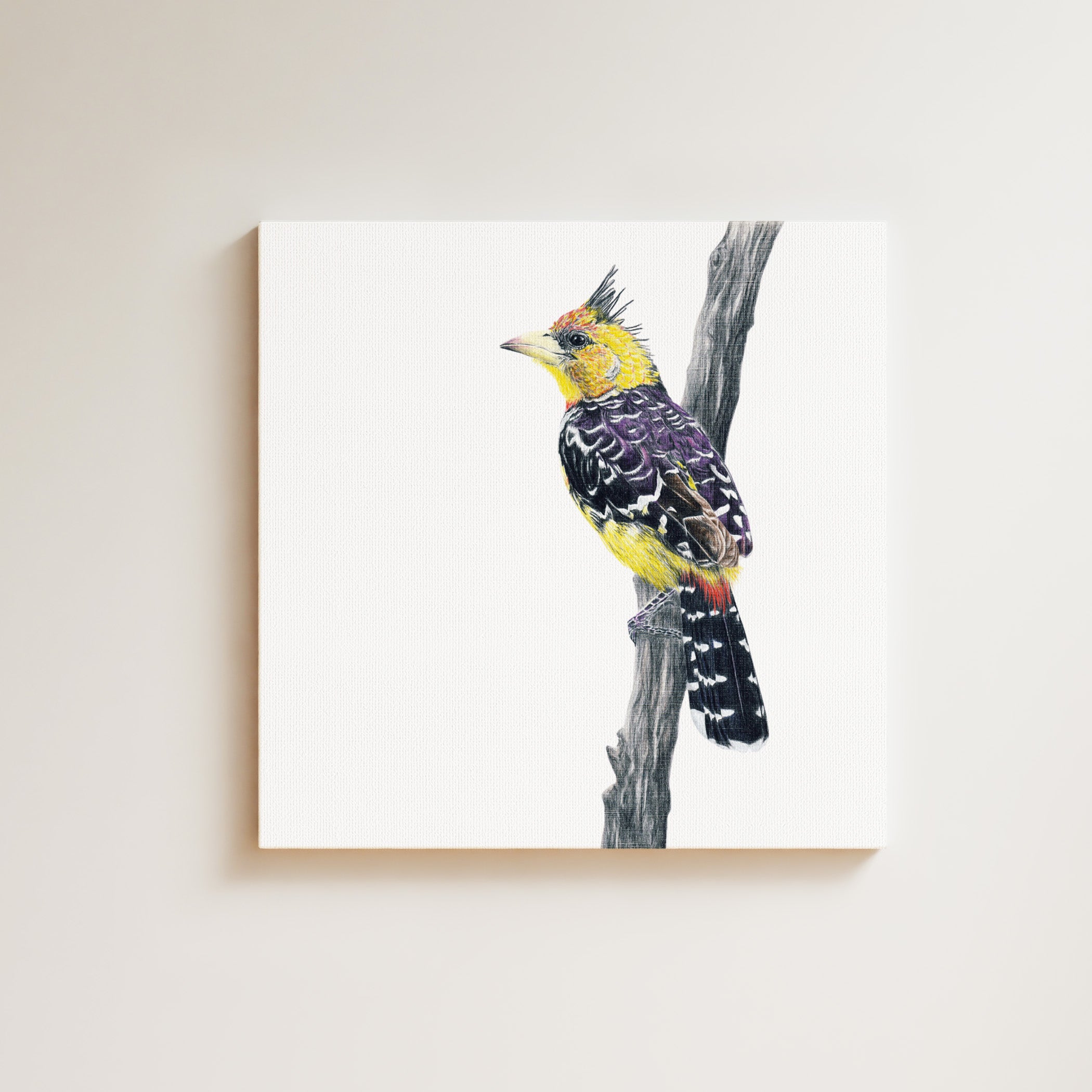 Crested Barbet drawing on canvas by South African wildlife artist Matthew Bell
