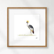 Crowned Crane - CC