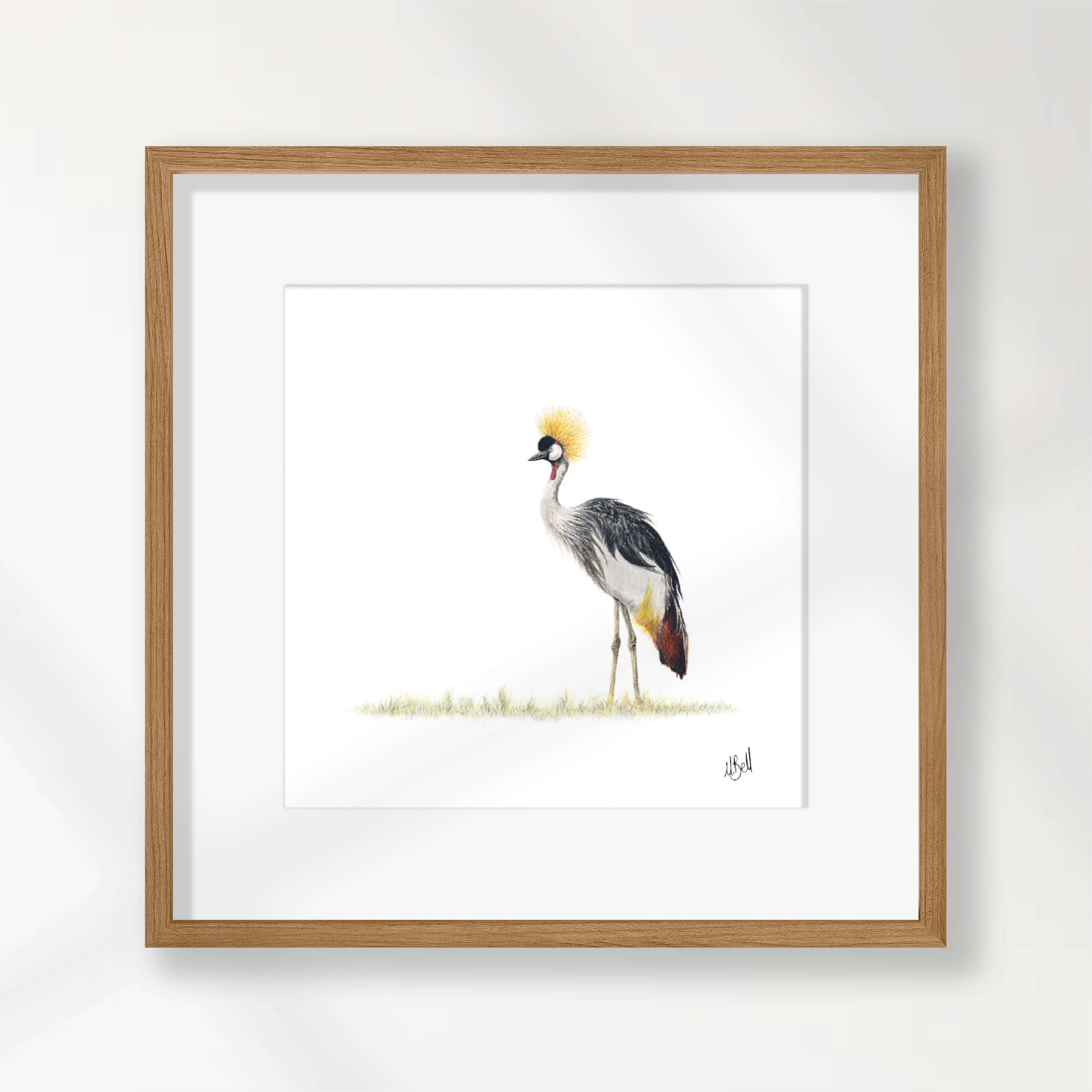 Crowned Crane - CC