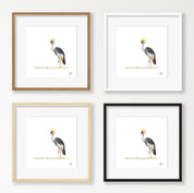 Crowned Crane - CC