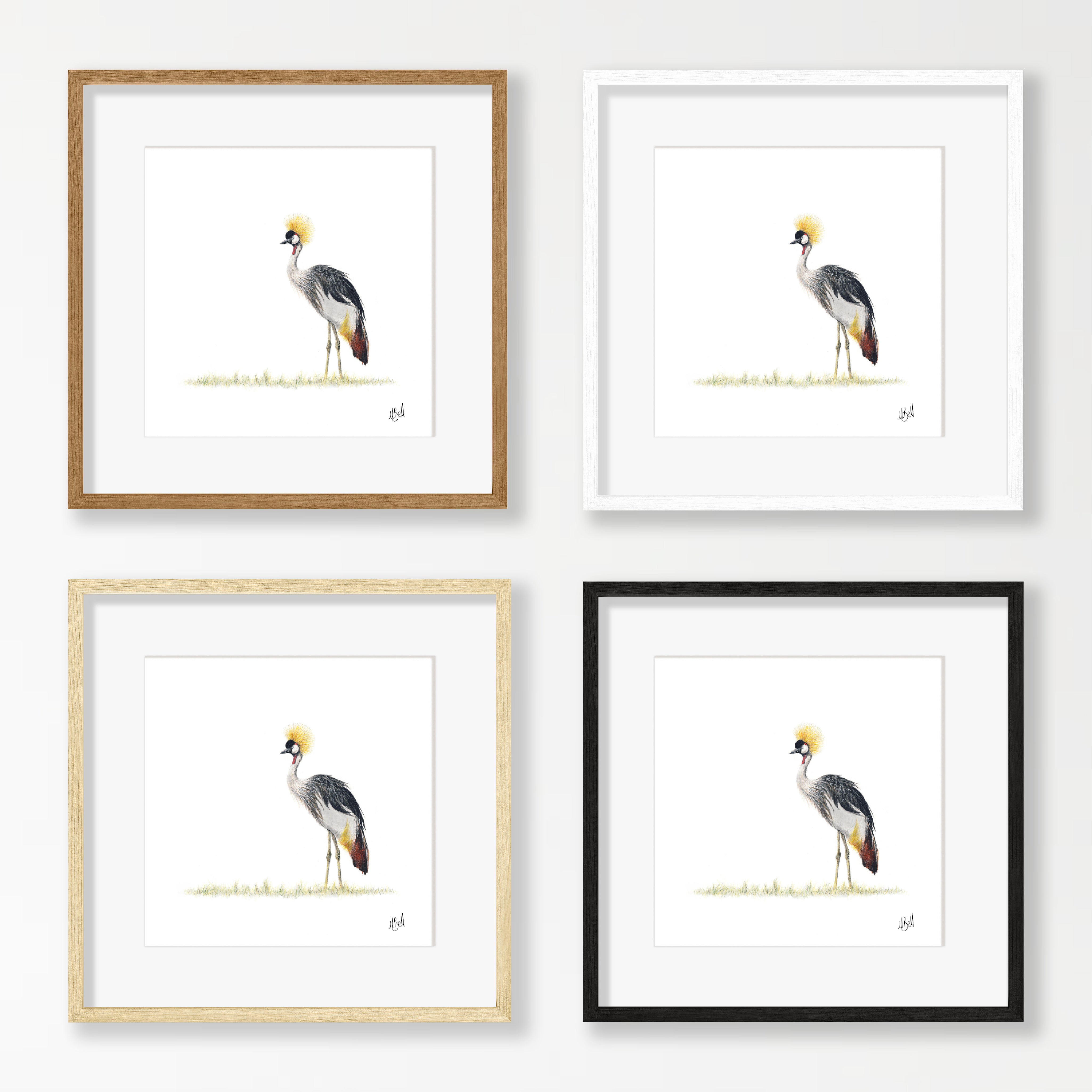 Crowned Crane - CC