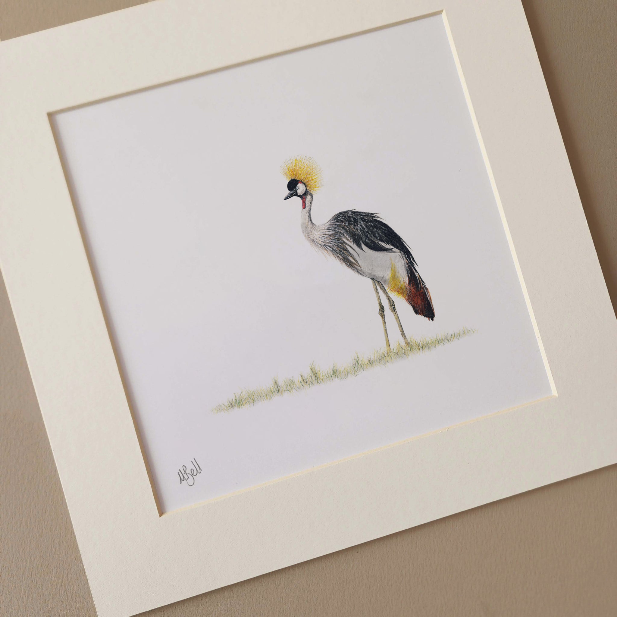Crowned Crane pencil artwork