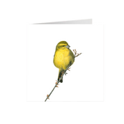 Brimstone Canary Greeting Card - BCN