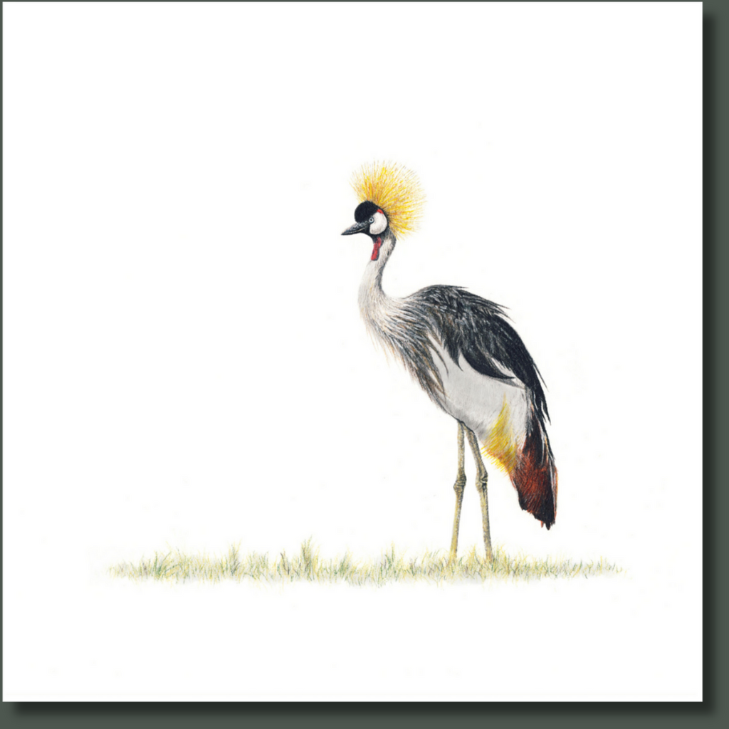 South African bird artwork on canvas, stretched on wooden frame by wildlife artist Matthew Bell of a Crowned Crane in the Okavango Delta in Botswana