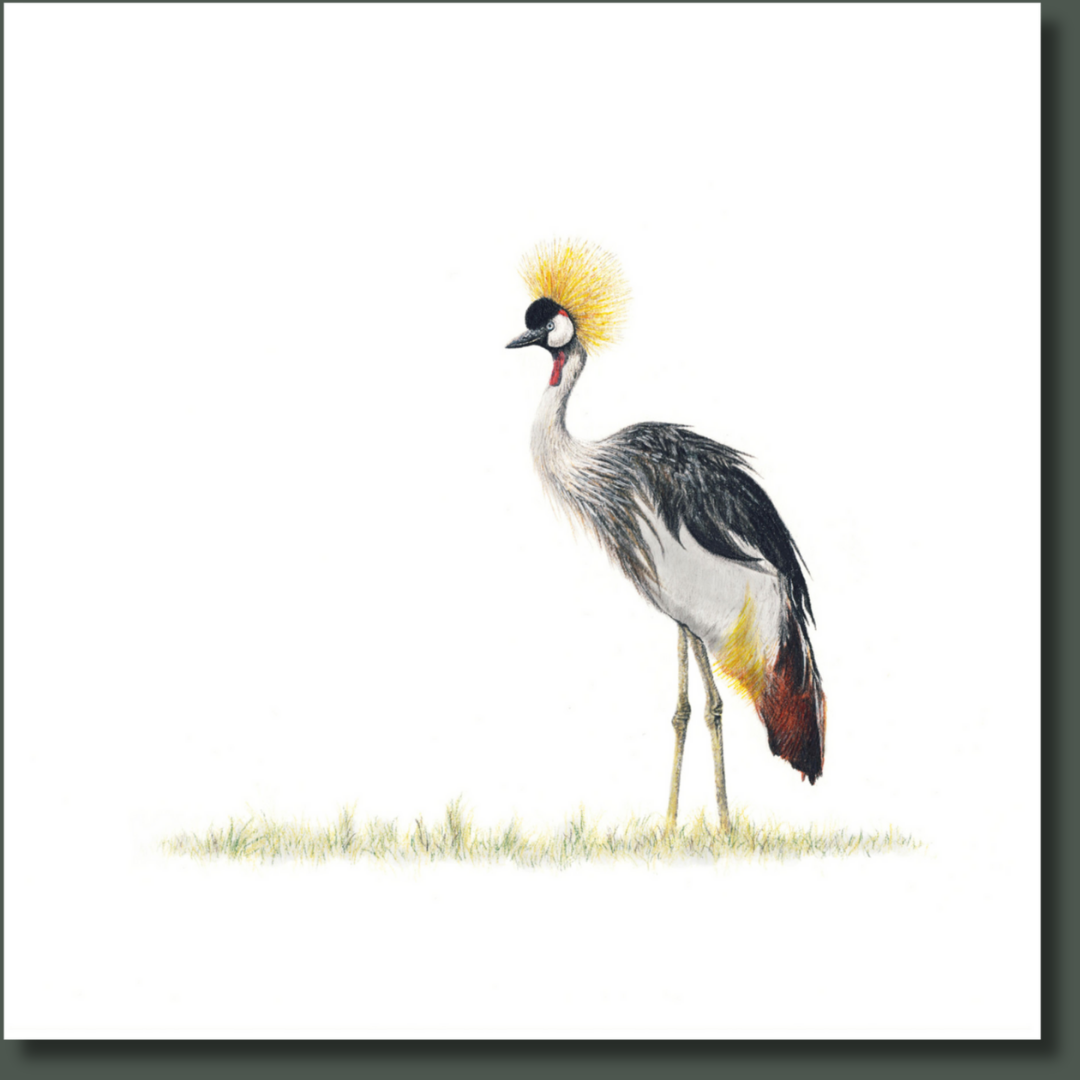 Crowned Crane (CC) on Canvas