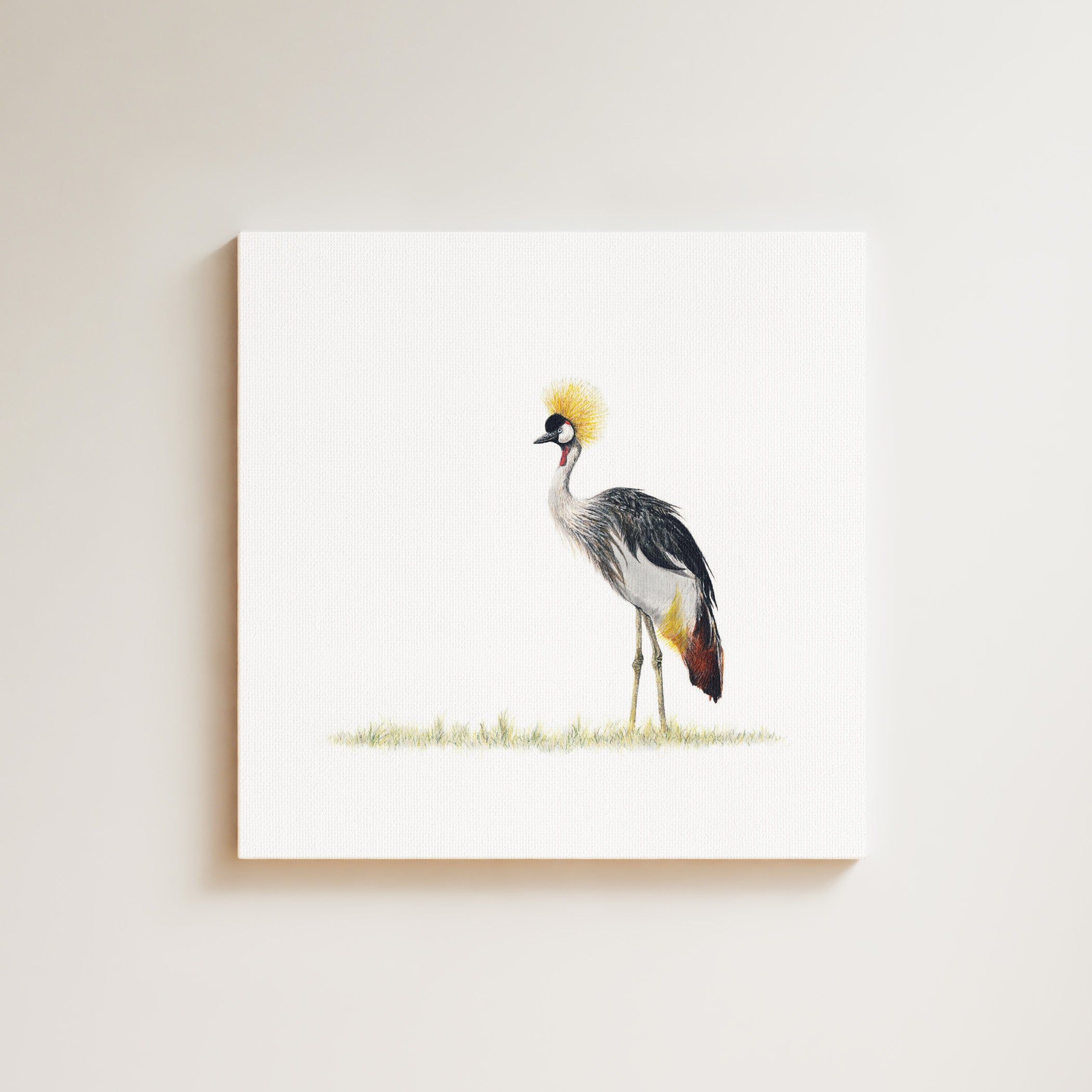 Crowned Crane drawing on canvas by South African wildlife artist Matthew Bell