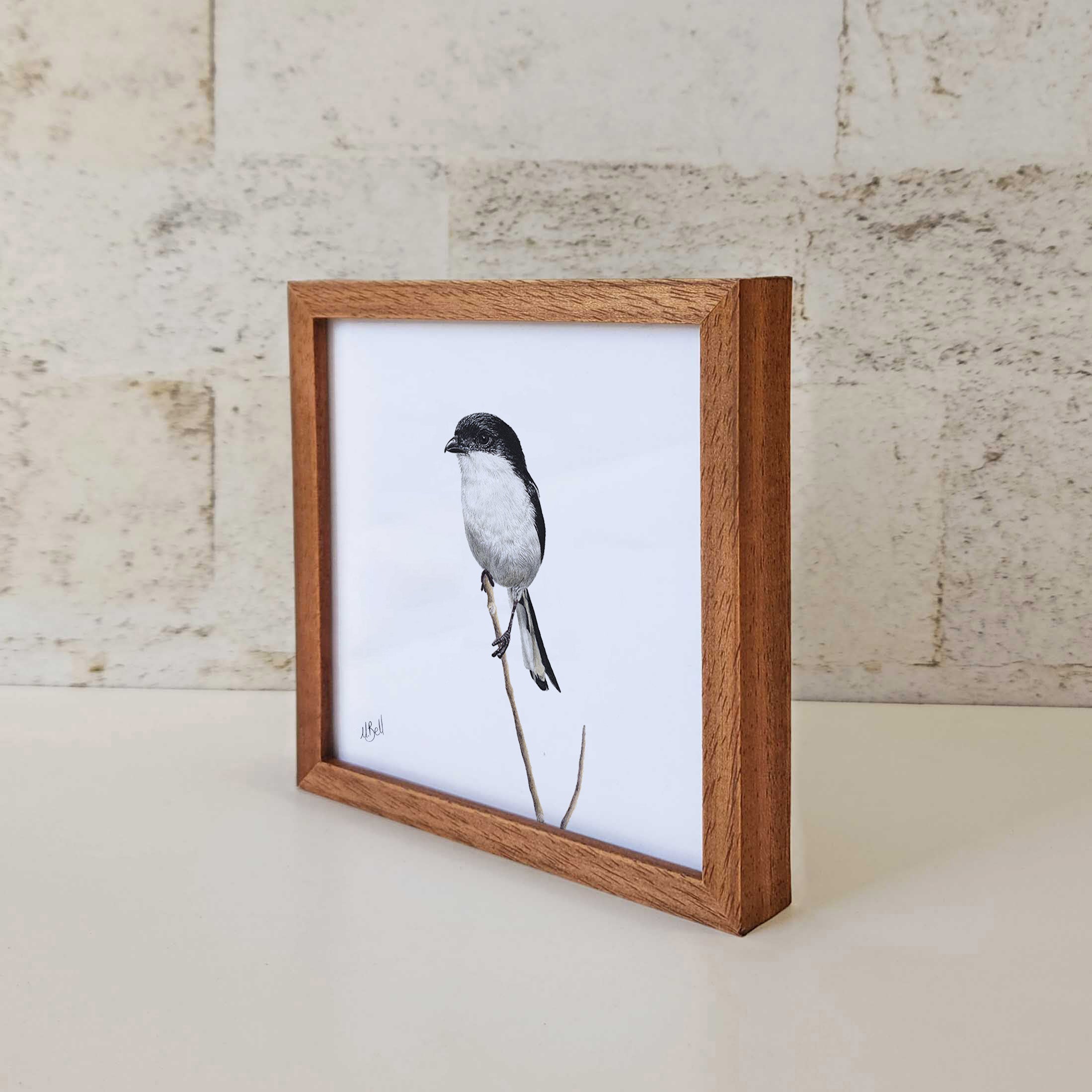 Kiaat wood framed miniature artwork of a Common Fiscal, part of wildlife artist Matthew Bell's birds of South Africa gallery