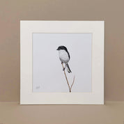 Common Fiscal South African bird gallery art