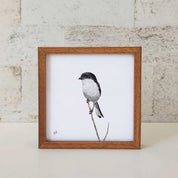 Kiaat wood framed miniature artwork of a Common Fiscal, part of wildlife artist Matthew Bell's birds of South Africa gallery