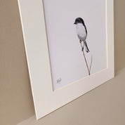 Common Fiscal South African bird gallery art