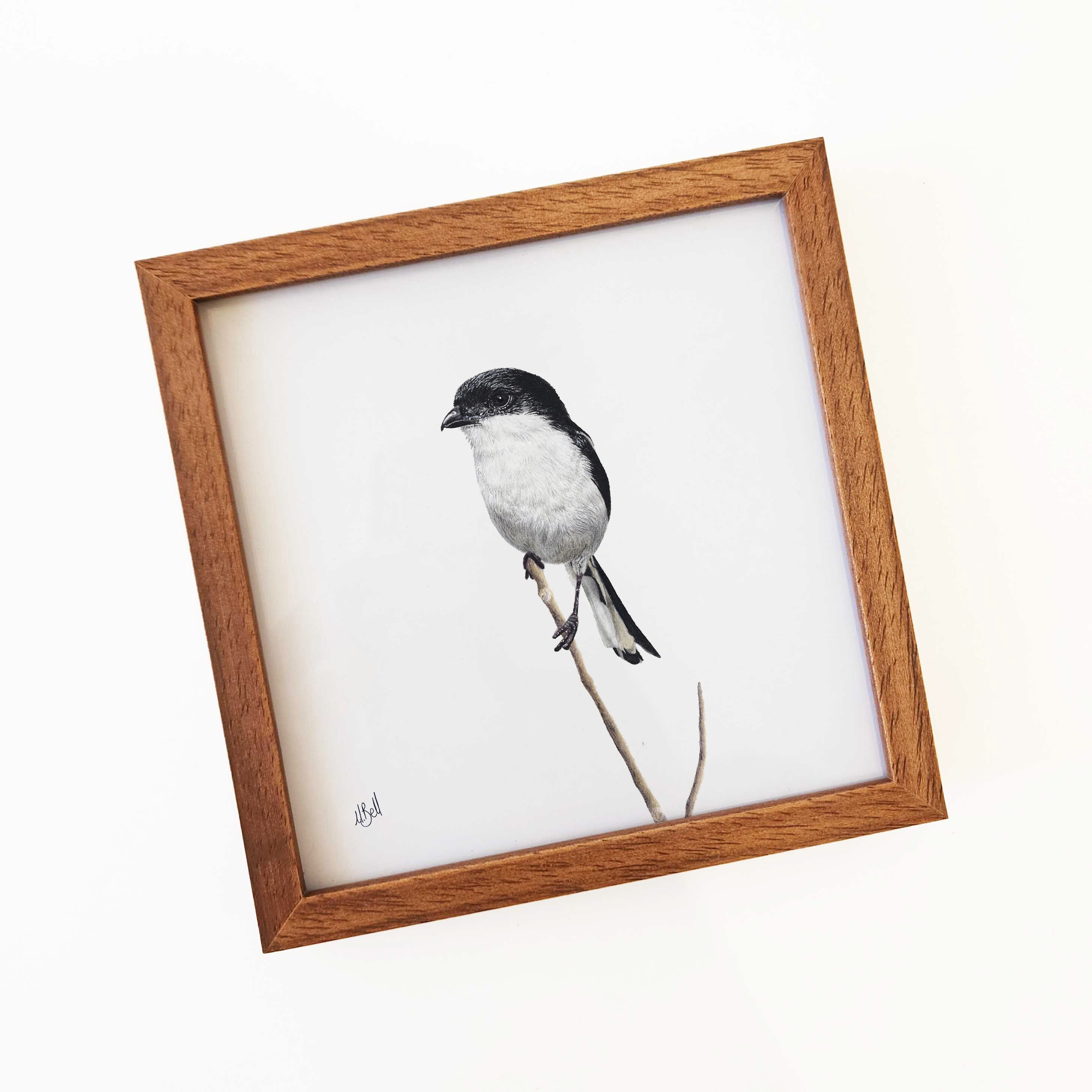 Kiaat wood framed miniature artwork of a Common Fiscal, part of wildlife artist Matthew Bell's birds of South Africa gallery