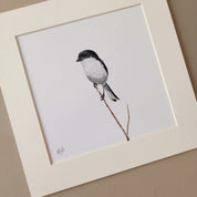 Common Fiscal South African bird gallery art