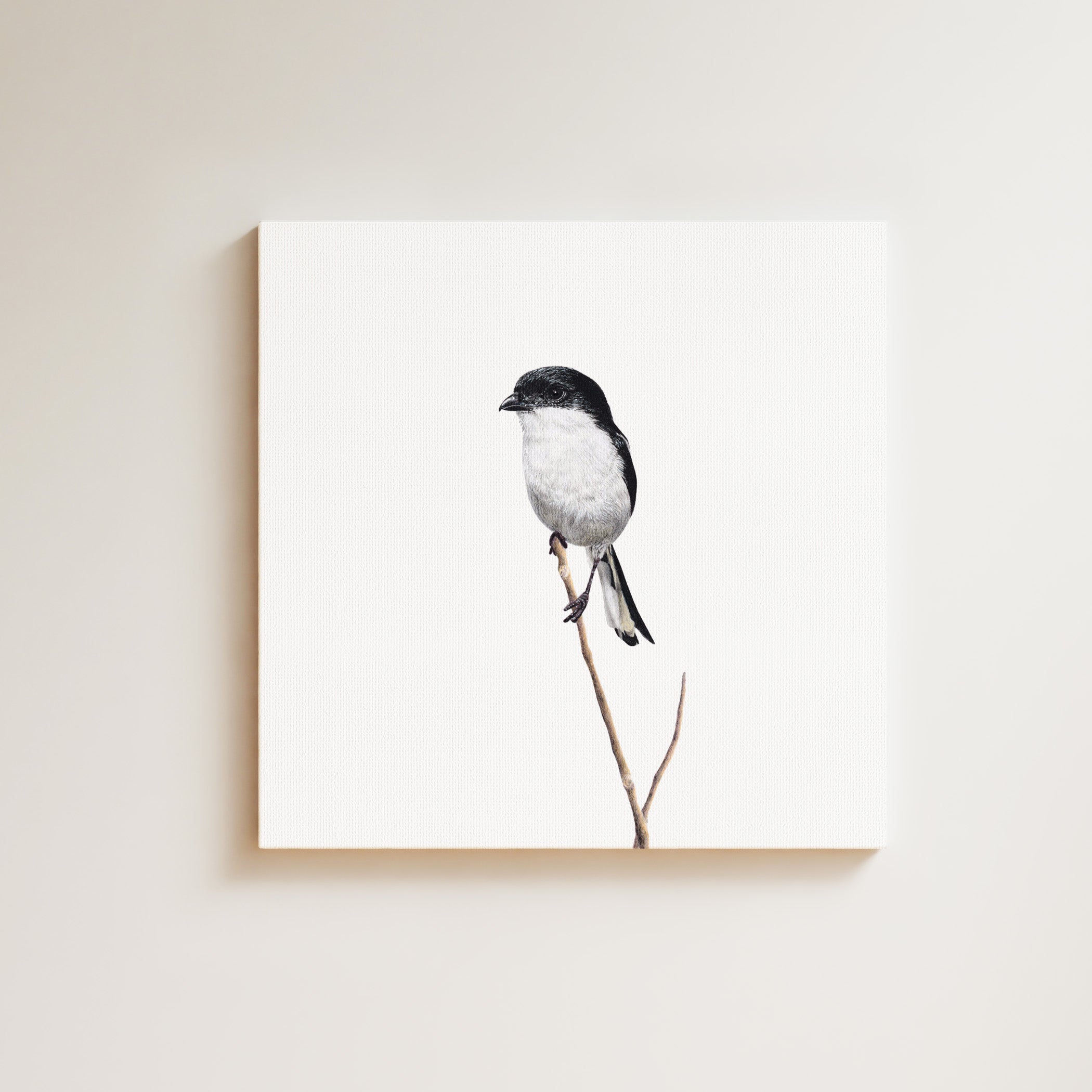 Common Fiscal drawing on canvas by South African wildlife artist Matthew Bell