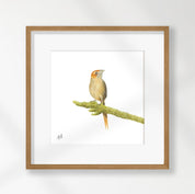 Cape Grassbird - CGB
