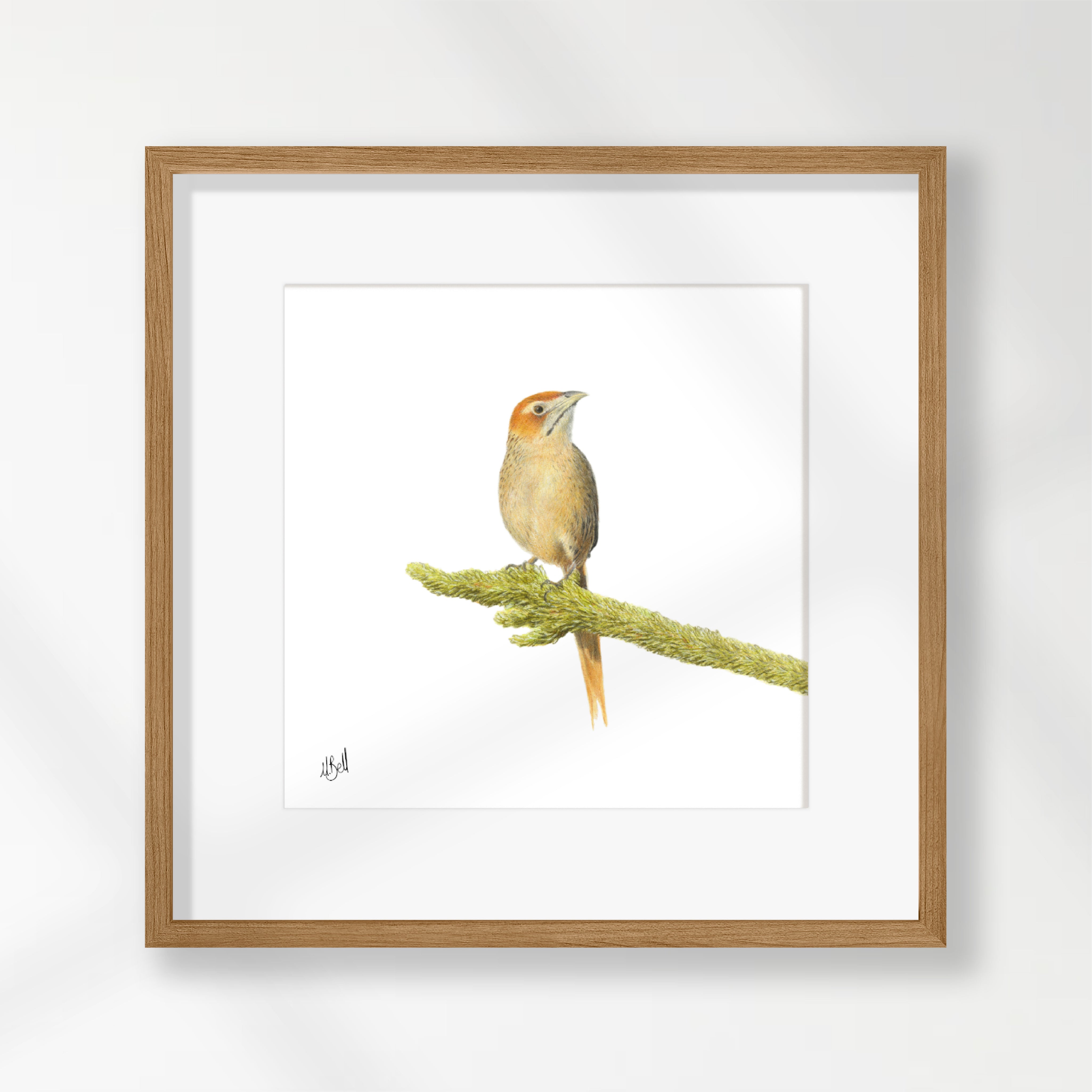 Cape Grassbird - CGB