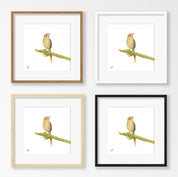 Cape Grassbird - CGB