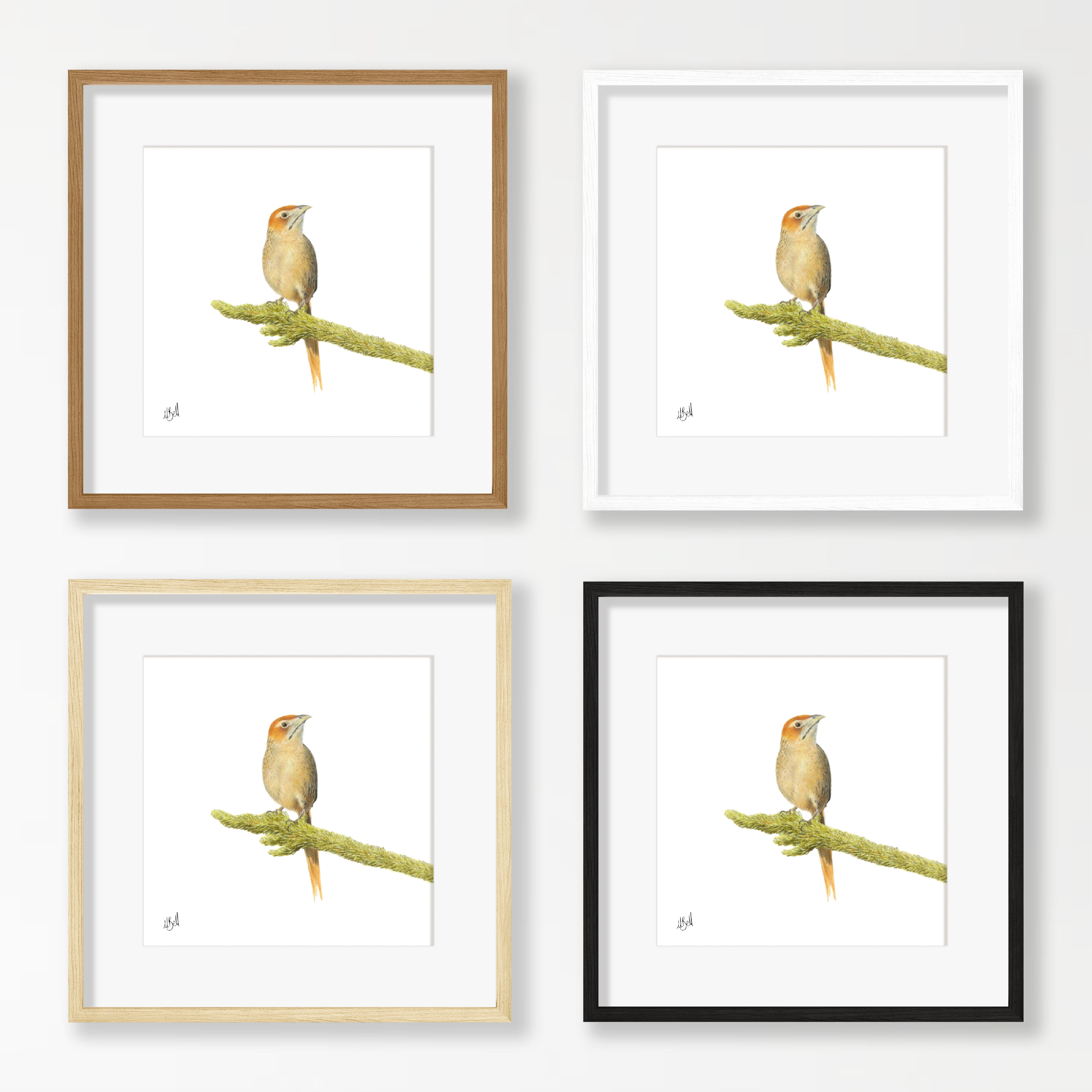 Cape Grassbird - CGB
