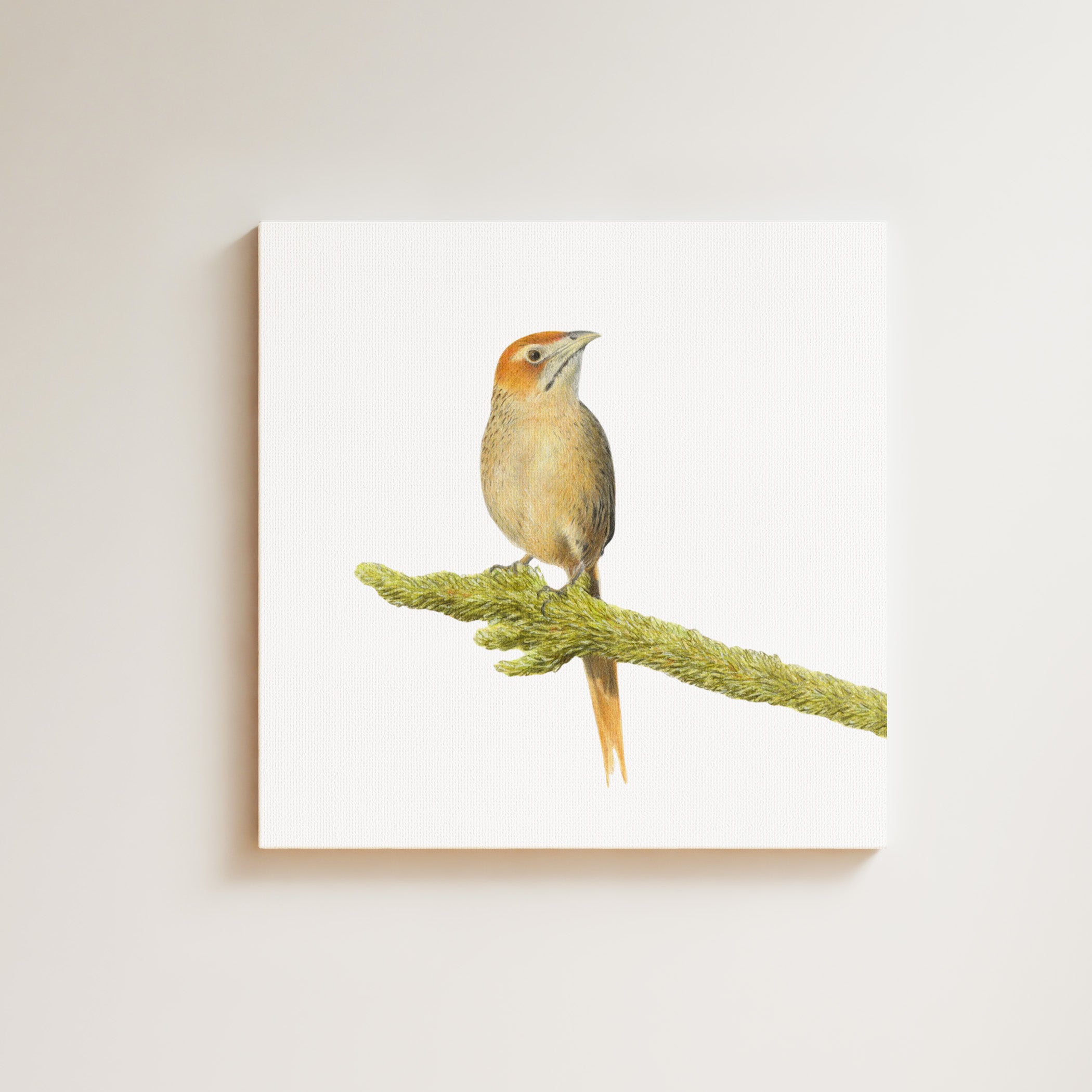 Cape Grassbird drawing on canvas by South African wildlife artist Matthew Bell