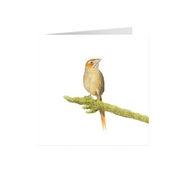 Cape Grassbird Greeting Card - CGB