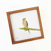 Cape Grass Bird - CGB