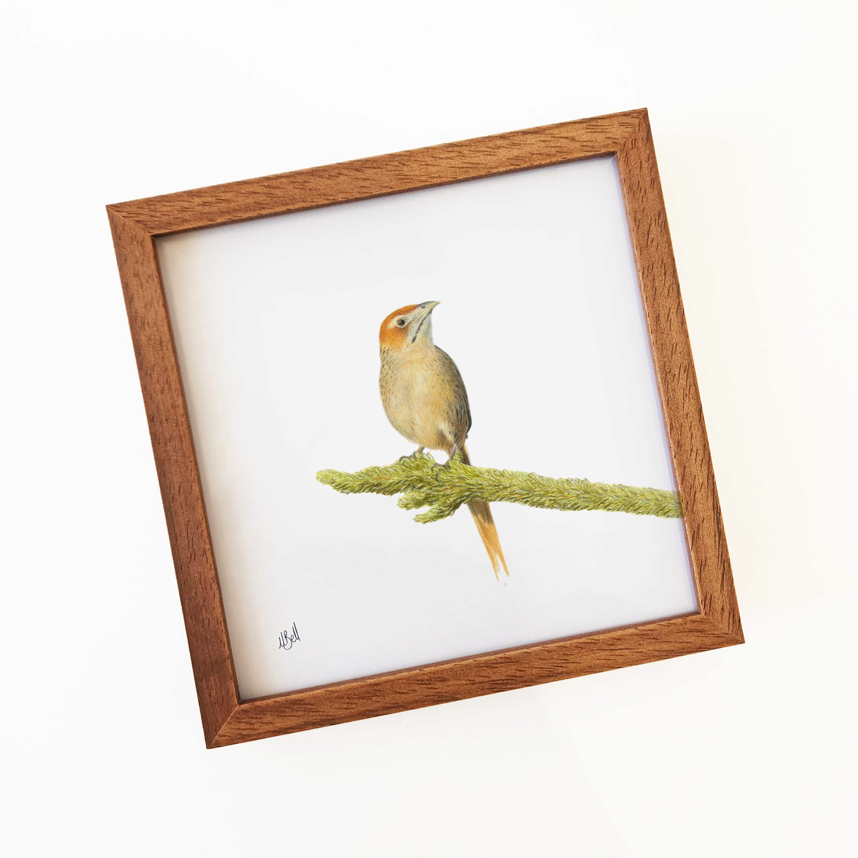 Cape Grass Bird - CGB